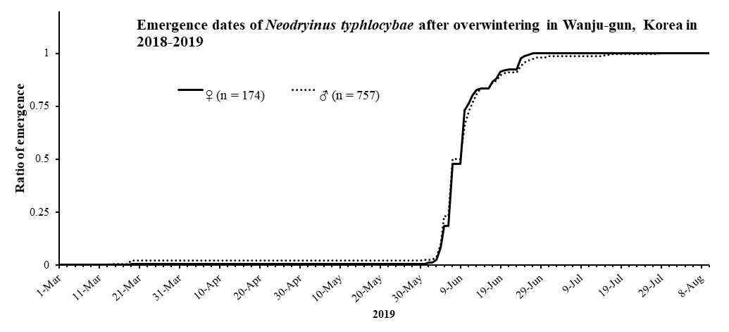 2018년 증식 선녀벌레집벌레(Neodryinus typhlocybae)의 월동 후 우화시기(완주군, 2019)