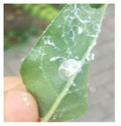 Leave with parasitoid cocoons of N. typhlocybae