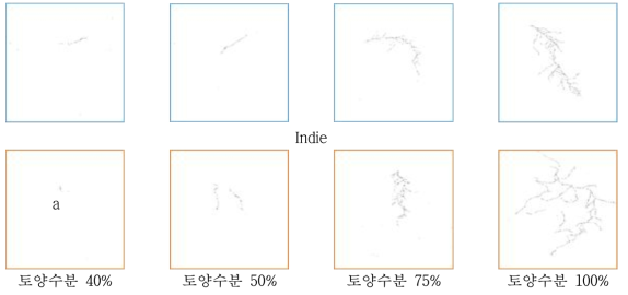 스캔된 뿌리 이미지 예시