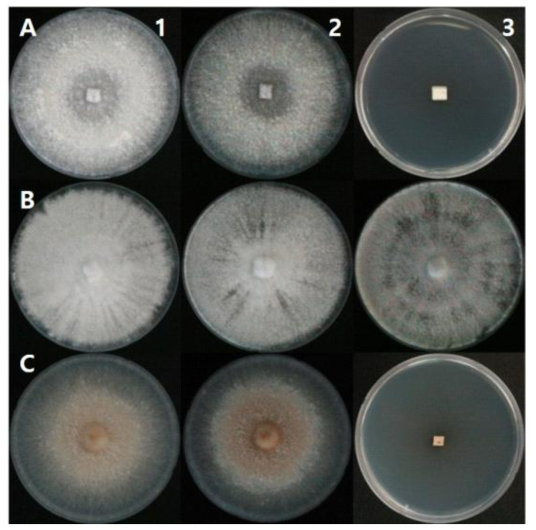 고온에서 자라는 것이 확인된 균주. (A : Emmia lacerata, B : Trametes cubensis, C : Stereum hirsutum, 1 : 25 ℃, 2: 30 ℃, 3 : 37 ℃)