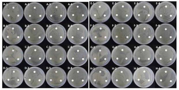 균사체 추출물의 항세균 활성 테스트. (A: Ethanol, B: 겨울구멍장이버섯, C: 노란대구멍장이버섯, D: 대합송편버섯(19039), E: 대합송 편버섯(19060), F: 밀랍흰구멍버섯, G: 소혀버섯, H: T. cubensis 자실체,1: B. subtilis, 2: E. coli, 3: S. typhimurium, 4: S. aureus)