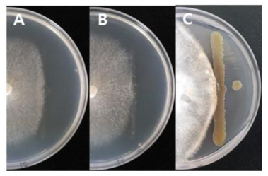 제주도 버섯자실체 근권토양에서 분리된 세균과 Lentinula edodes 와 상호작용 검정. (A: Brevibacillus laterosporus, B: Paenibacillus alvei, C: Pseudomonas protegens)