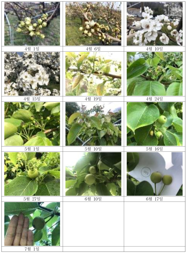 실증 관측 사진(남원시 주생면 배)