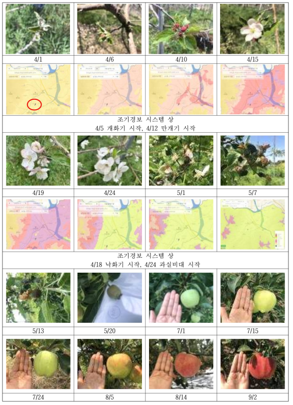 생육진행 관측 및 조기경보 시스템과의 비교 (곡성 사과(후지-만생종) 개화 / 과실비대기 예시)