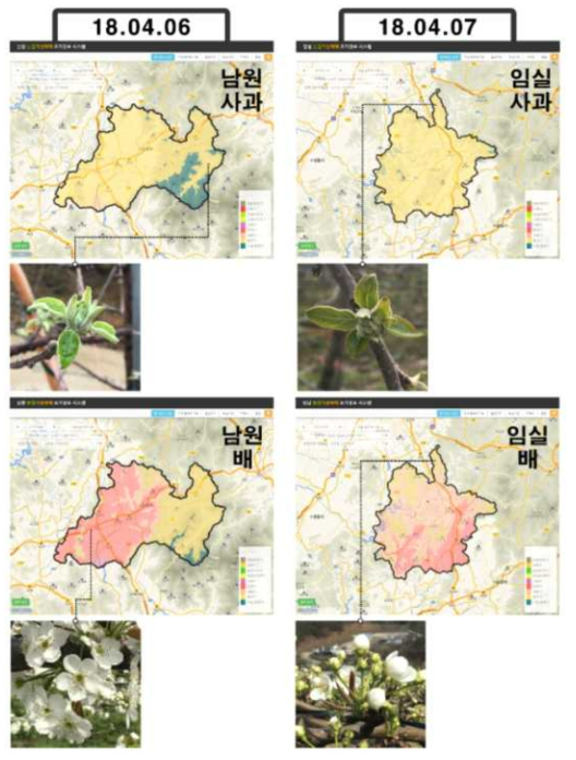 남원, 임실지역 배, 사과의 2018년 실증 결과 (조기경보 서비스와 실제 비교)