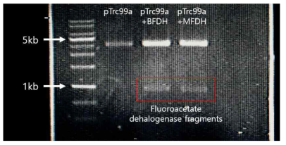 Burkholderia sp. FA1와 Moraxella sp. B의 FDH 발현 플라스미드 구축 및 검증