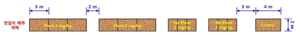 엇갈이배추 중 endosulfan 흡수이행 시험 구획 배치도