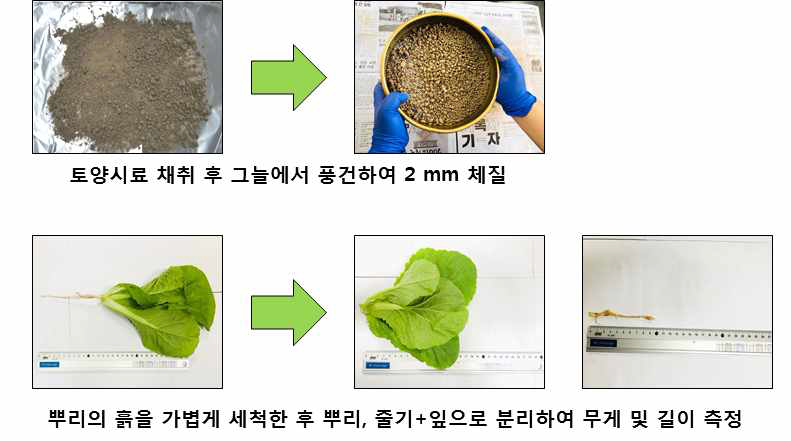 토양 및 엇갈이배추 부위별 시료 전처리 방법