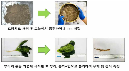 토양 및 시금치 부위별 시료 전처리 방법