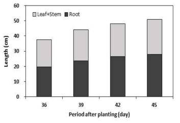 시금치 지하부 및 지상부의 길이 변화