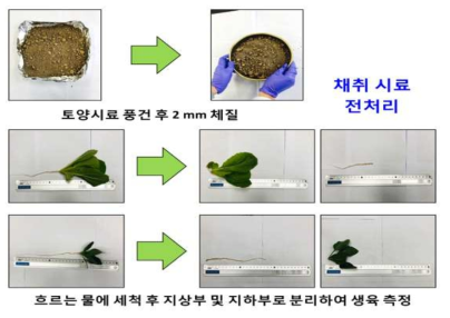 토양 및 엇갈이배추 부위별 시료 전처리 방법