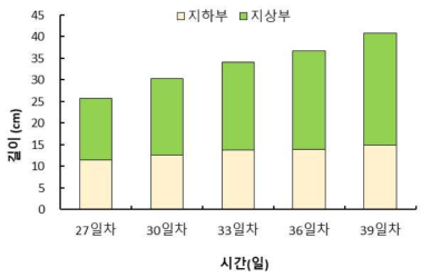 엇갈이배추 지하부 및 지상부의 길이 변화