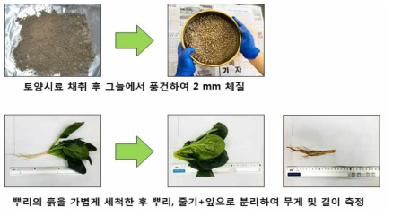 토양 및 시금치 부위별 시료 전처리 방법