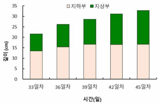 시금치 지하부 및 지상부의 길이 변화