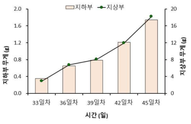 시금치 지하부 및 지상부의 무게 변화