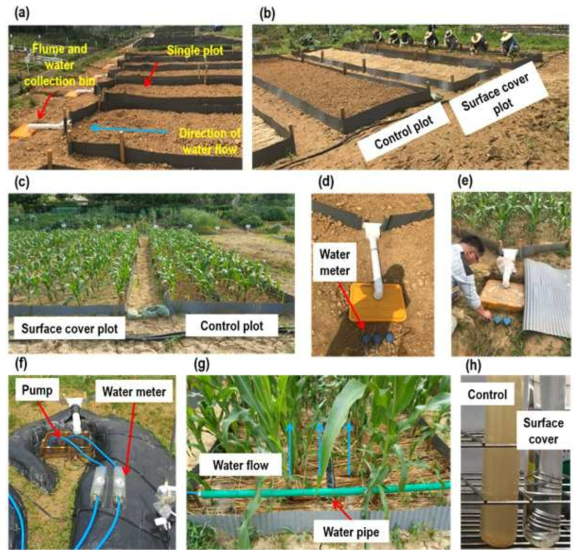 지표피복 처리 효과 조사 실험 포장 및 주요 관련 사진. (a) 전체 전경, (b) 옥수수 식재 전 대조구와 지표 피복구, (c) 옥수수 식재 후 대조구와 지표 피복구, (d) 유출수 수집통, (e) 유출수 수집통에 차집된 유출수, (f) 유출수량 측정을 위한 전기펌프, (g) 인공강우 공급, (h) 대조구와 지표피복구 수질