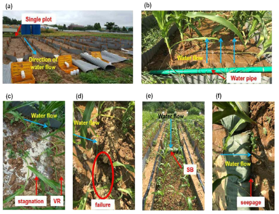 식생두둑 조성 및 흙(모래) 주머니 설치 효과 조사 실험 포장 및 주요 관련 사진. (a) 전체 전경, (b) 인공강우 실험, (c) 식생두둑 및 식생두둑에 의한 유출수 저류, (d) 식생두둑 파괴에 의한 지표 유거수 흐름, (e) 흙(모래) 주머니 설치, (f) 흙(모래) 주머니 틈 사이로의 지표 유거수 흐름