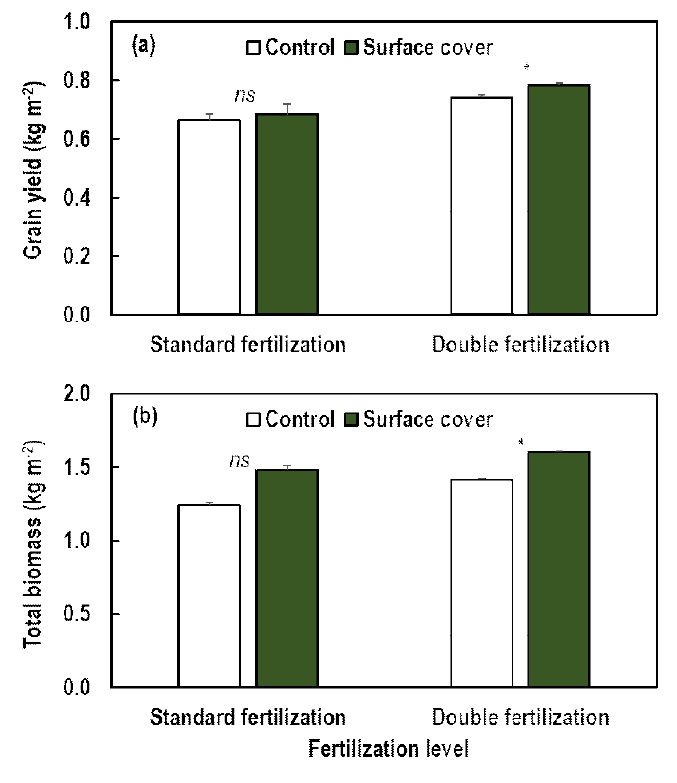 지표 피복에 의한 표준시비구(Standard fertilization)와 2배시비구(Double fertilization)의 옥수수 수량과 바이오매스