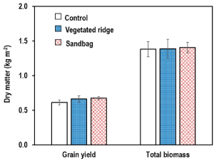 대조구(Control), 식생두둑(Vegetated ridge), 흙(모래)주머니(Sandbag) 처리구의 옥수수 수량과 바이오매스