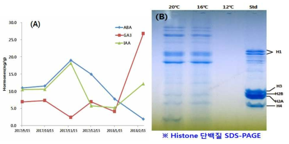 사과 ‘후지’의 시기별 호르몬(ABA, GA3, IAA) 분석(A) 및 복숭아 ‘미홍’ 고온 처리(12,16,20℃) 꽃눈의 histone 단백질 SDS-PAGE(B)(2018)