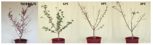 복숭아 ‘미홍’ 온도수준 처리별(12,16,20℃) 발아검정(2018)
