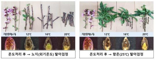 복숭아 ‘미홍’의 고온 처리별(12, 16, 20℃) 꽃눈 변화 분석(2018)