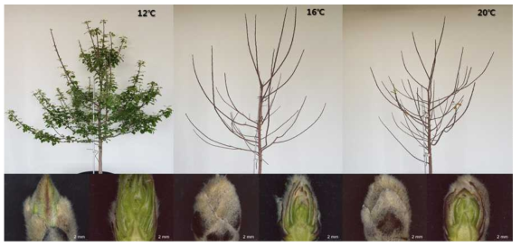 사과 ‘후지’ 온도처리(12, 16, 20℃) 후 발아검정(2018)