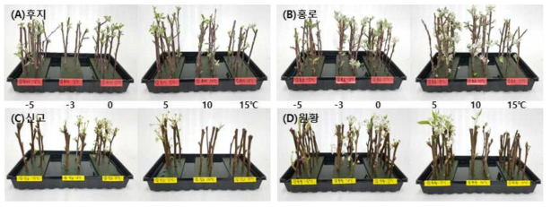 온도처리별 사과, 배 발아 양상(2019)