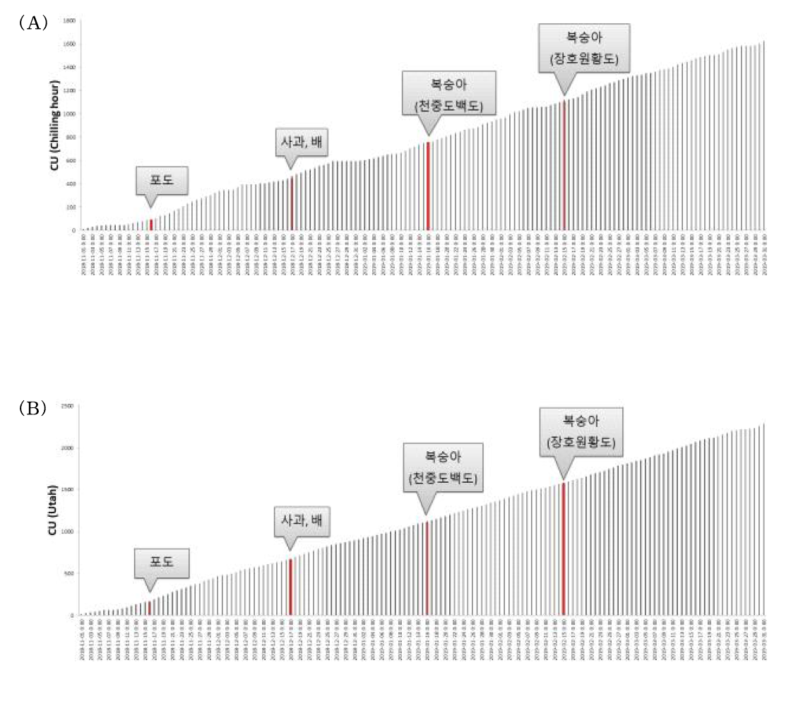 Chilling hour model(A) 및 Utah model(B)을 이용한 품종별 저온충족시기