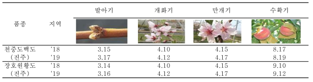 복숭아 천중도백도, 장호원황도 주요 생육기 (월, 일)