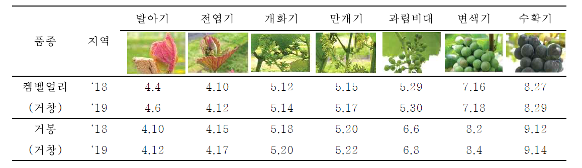 포도 켐벨얼리, 거봉 주요 생육기 (월, 일)