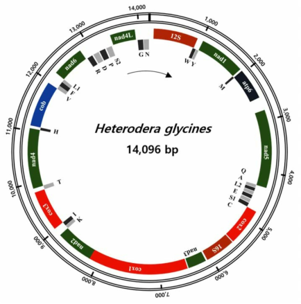 A representation of the Korean population of H. glycines circular mtDNA. All genes are encoded in clockwise direction and the 22 tRNA genes are indicated by a single-letter amino acid code. Two serine and two leucine tRNA genes are labeled according to their separate anticodon sequence, as L1, L2, S1, S2, respectively