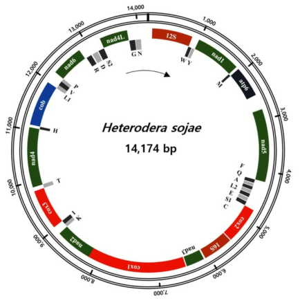 A representation of the Korean population of H. sojae circular mtDNA. All genes are encoded in clockwise direction and the 22 tRNA genes are indicated by a single-letter amino acid code. Two serine and two leucine tRNA genes are labeled according to their separate anticodon sequence, as L1, L2, S1, S2, respectively