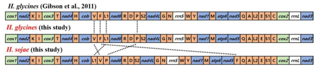 Comparison of gene arrangement of the mitochondrial genomes of H. glycines and H. sojae. Dotted lines shows difference size of rearrangements of coding genes