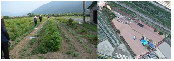 Soybean field used for H. glycines damage experiment in Miryang