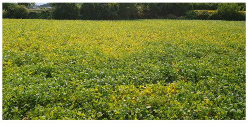 Damaged soybean fields of Heterodera species