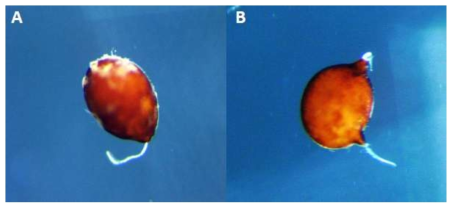 Hatching J2 from cysts of H. sojae(A) and H. glycines(B)