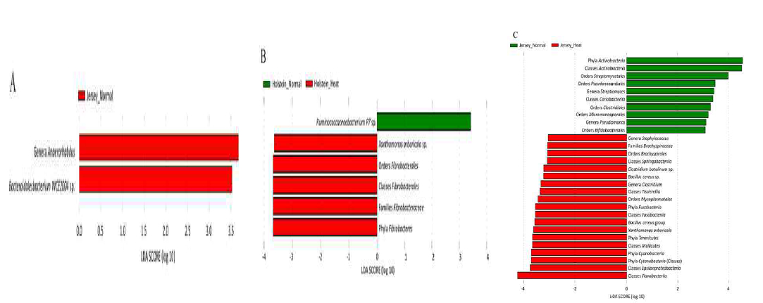 환경변화와 품종에 따른 반추위내 차별적으로 풍부한 미생물 균총 비교 (LDA 3이상, 좌: 적온환경에서 홀스타인과 저지비교, 가운데: 홀스타인종, 우: 저지종, 붉은색: 고온 환경, 초록색: 적온 환경)