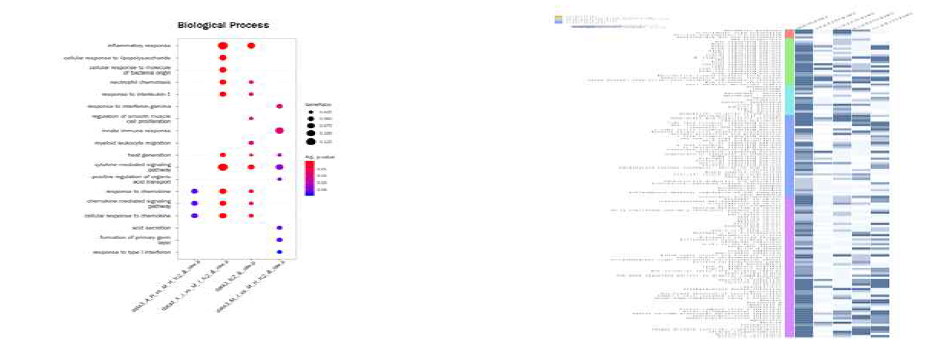 적온기와 고온기 환경에 따른 젖소 면역세포 샘플의 RNA sequencing 분석 결과 (좌 : GO Enrichment analysis, 우 : KEGG 분석결과 heatmap)