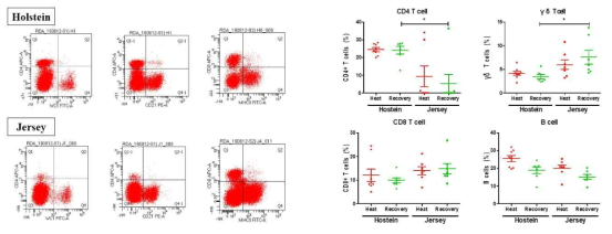 고온기와 회복기의 홀스타인, 저지의 림프구 유세포 분석 결과