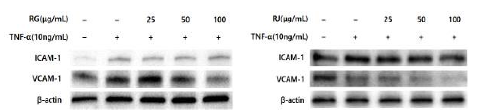 무 추출물의 혈관 염증 부착 및 이동 인자 단백질 발현 조절 평가 (a)RG:강화무, (b)RJ:제주무