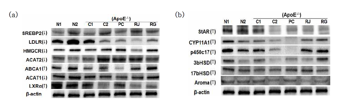 무 추출물의 (a)cholesterol, (b)estrogen 단백질 발현 조절 평가 C57BL6/J:(N1)정상군 ApoE-/-:(C1),무처리, (C2)고콜레스테롤식이, (PC)atorvastatin, (RJ)제주무, (RG) 강화무