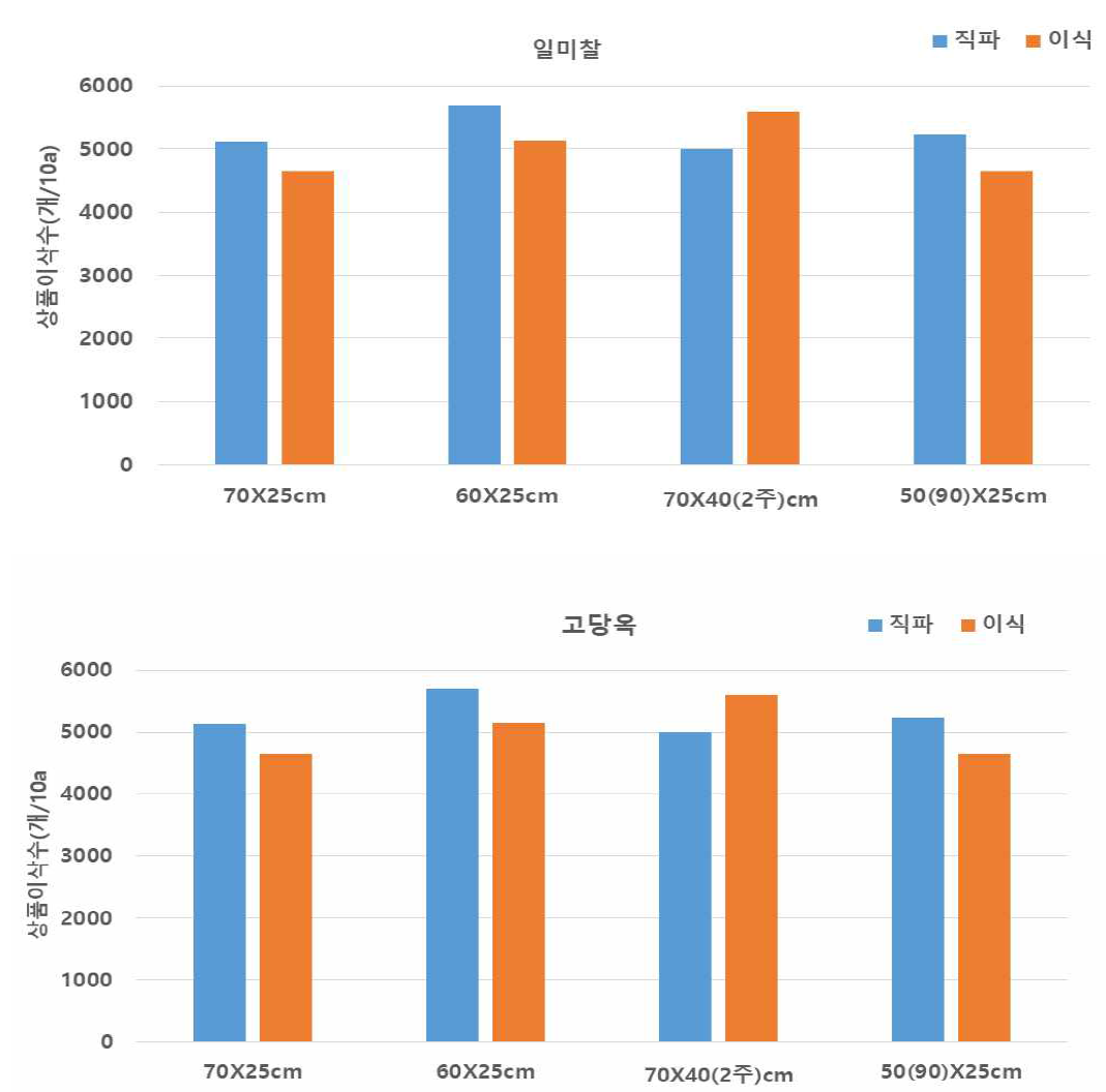 풋옥수수 파종방법에 따른 상품 이삭 개수 비교