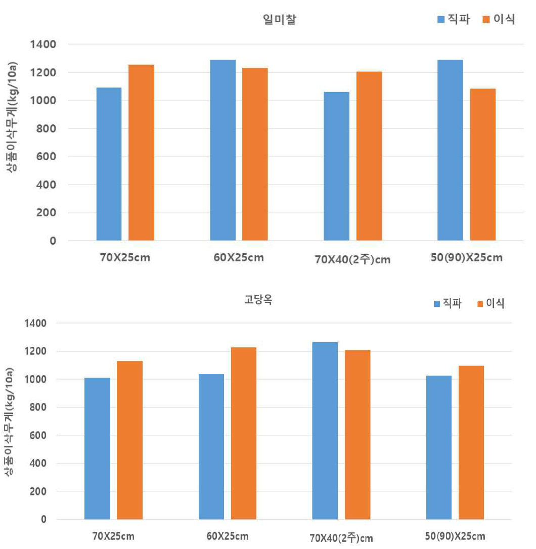 풋옥수수 파종방법에 따른 상품 이삭 무게 비교