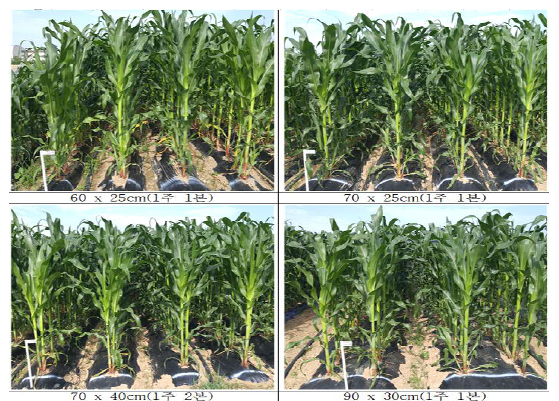 풋옥수수 재식거리에 따른 생육상황 비교