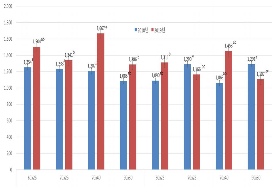 풋옥수수 재식거리에 따른 이식수량성 비교