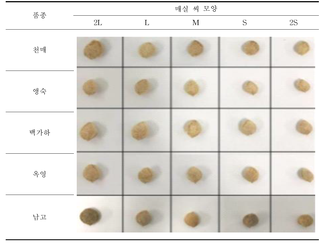 품종 및 크기별 매실 씨 모양