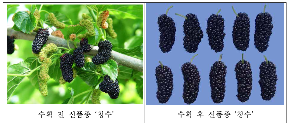 신품종 오디 청수