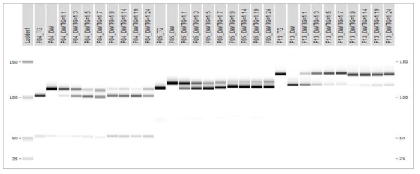 대원(DW, 혼입품종)과 태광(TG, 대비품종) DNA 혼합률에 따른 PCR 분석 품종판별 마커 3종(P04, P05, P13)에 대한 PCR 실험결과: 마커별 1열 TG(대비품종), 2열 DW(혼입품종), 3열 DW(혼입품종):TG(대비품종)=1:1, 4열 DW:TG=1:3, 5열 DW:TG=1:5, 6열 DW:TG=1:7, 7열 DW:TG=1:9, 8열 DW:TG=1:14, 9열 DW:TG=1:19, 10열 DW:TG=1:24