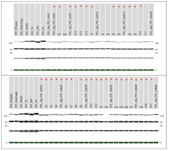 제주 지역 풍산나물 P01마커를 사용한 개체별 PCR분석 결과 (* 품종 혼입)